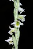 Spiranthes spiralis. Часть соцветия. Краснодарский край, г/о. Сочи, Адлерский р-н, окр. с. Хлебороб, опушка леса. 23 сентября 2021 г.