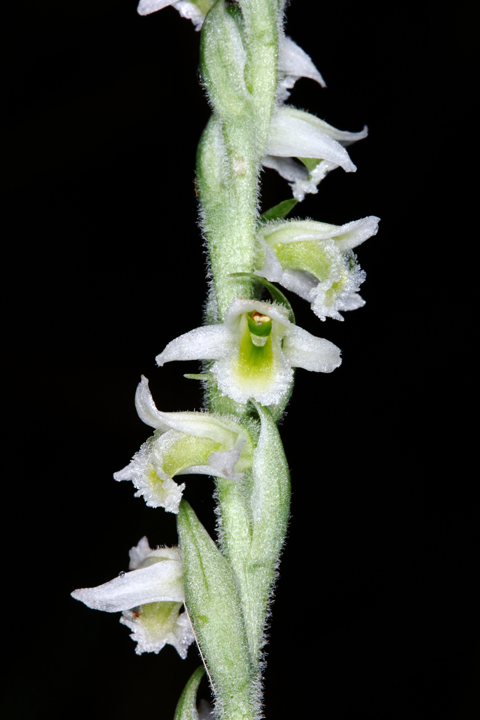 Изображение особи Spiranthes spiralis.