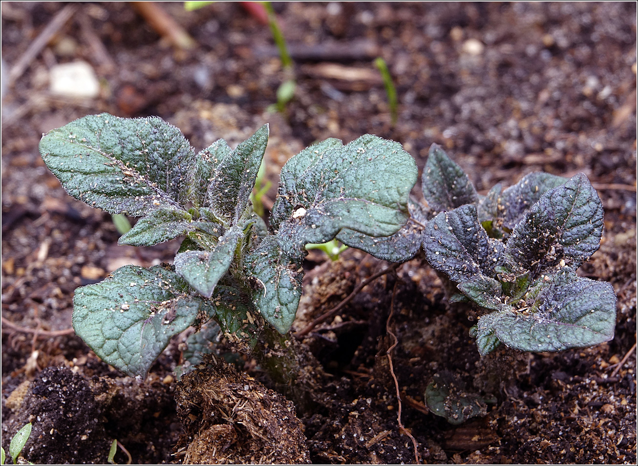 Изображение особи Solanum tuberosum.