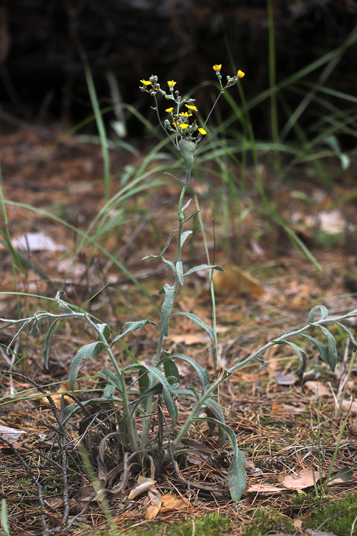 Image of genus Pilosella specimen.