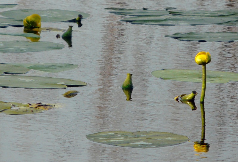 Image of Nuphar lutea specimen.