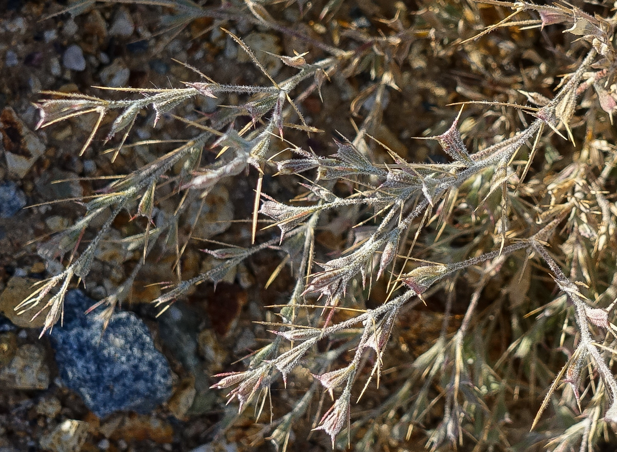 Image of Ceratocarpus arenarius specimen.