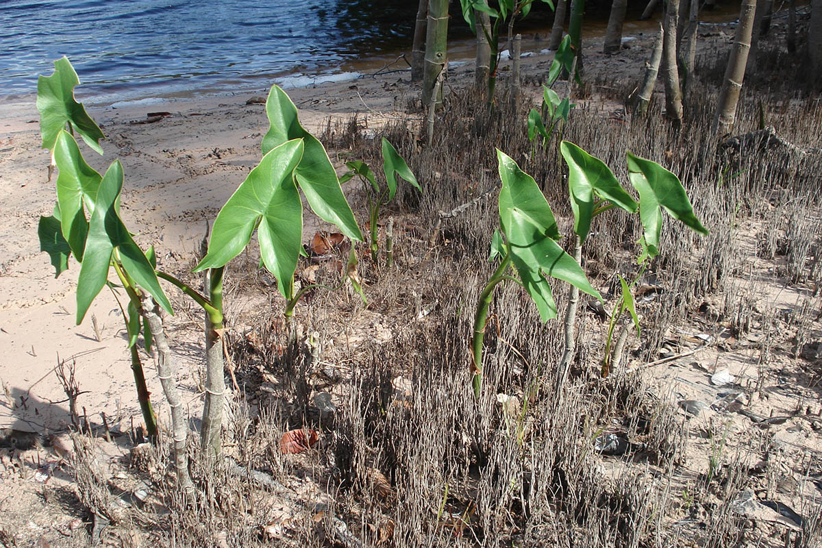 Image of Montrichardia arborescens specimen.