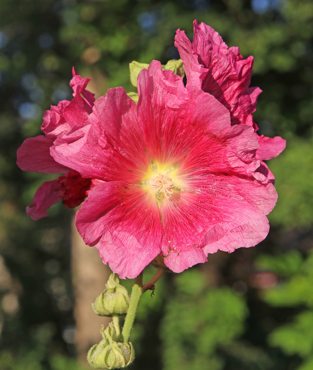 Image of Alcea rosea specimen.