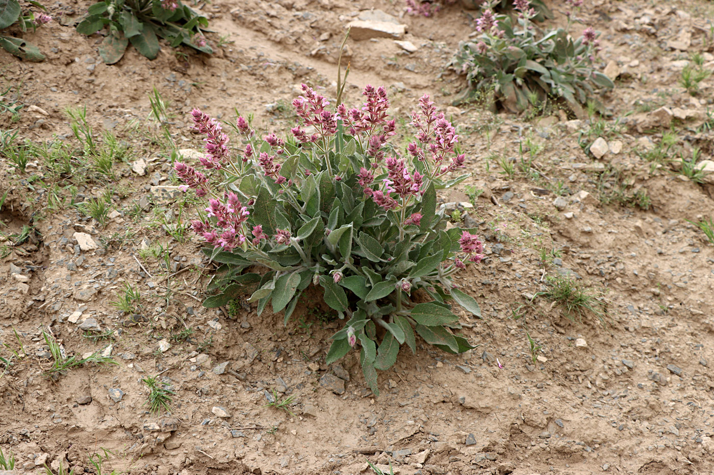 Image of Salvia sarawschanica specimen.