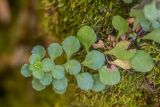 Sedum stoloniferum