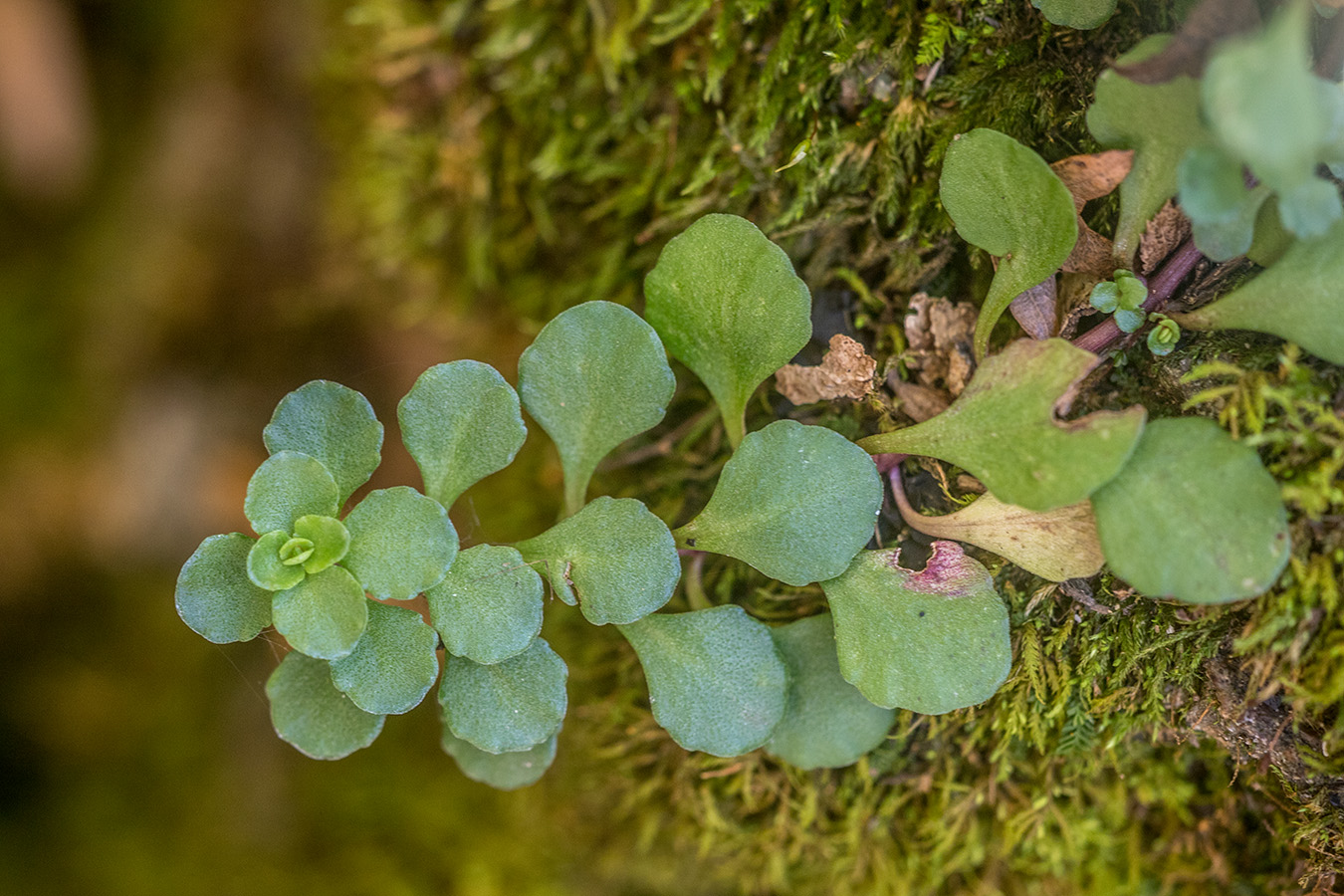 Image of Sedum stoloniferum specimen.