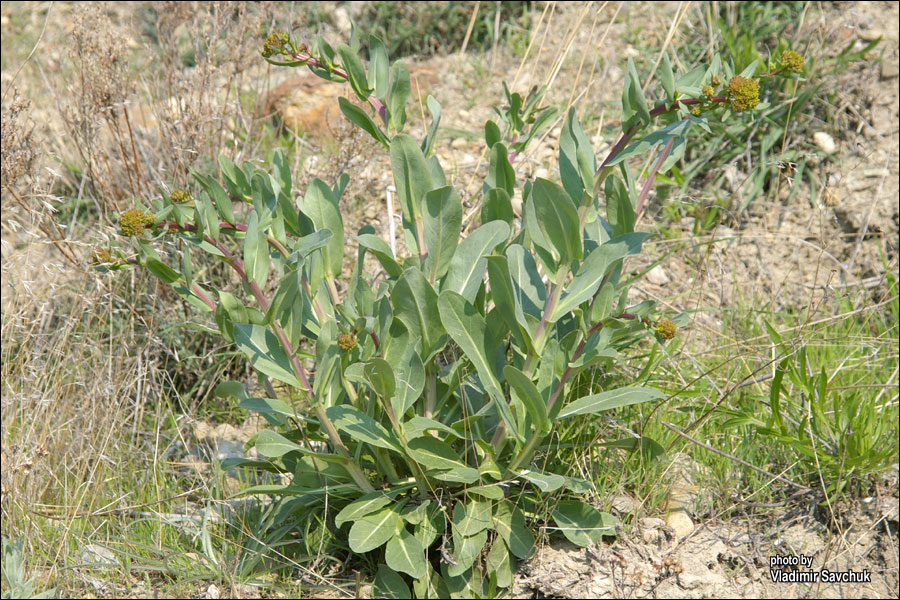 Изображение особи Isatis littoralis.