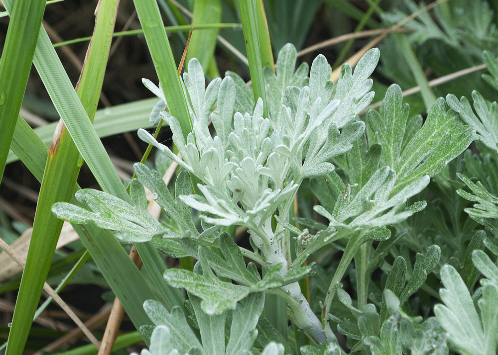 Image of Artemisia stelleriana specimen.