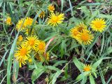 Inula britannica