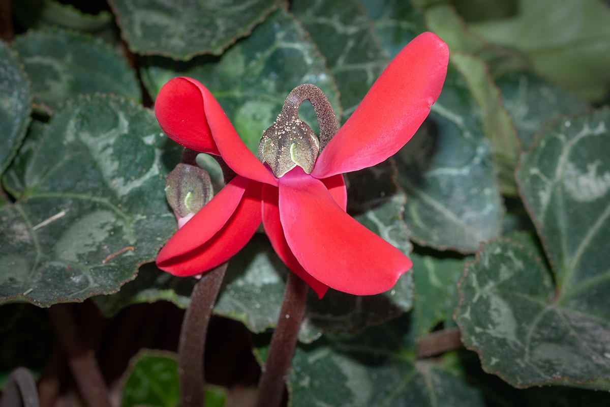 Image of Cyclamen persicum specimen.