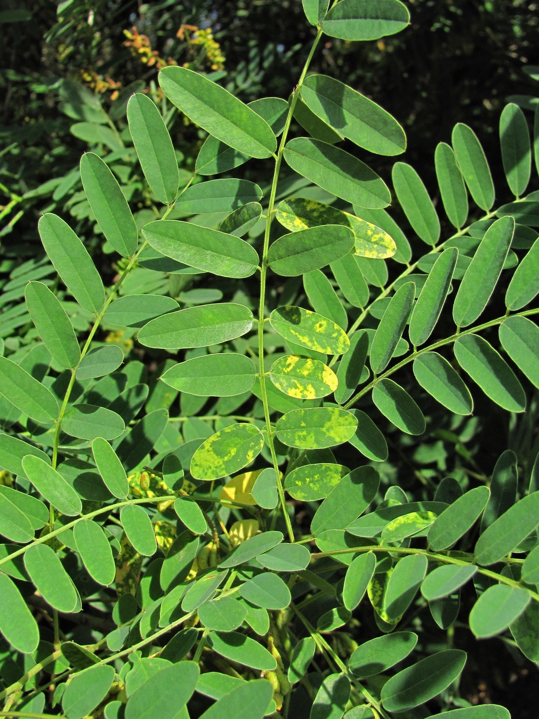 Image of Amorpha fruticosa specimen.