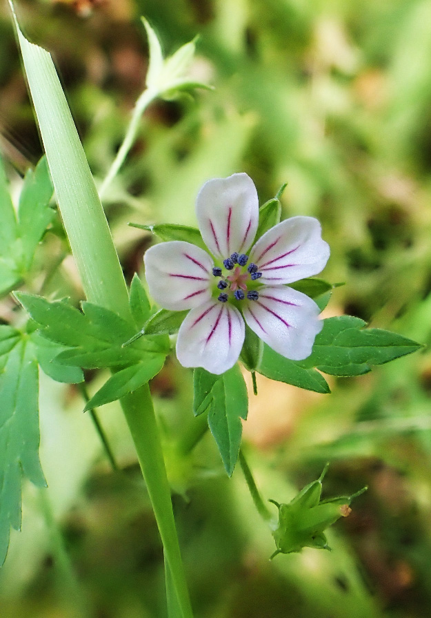 Image of Geranium sibiricum specimen.