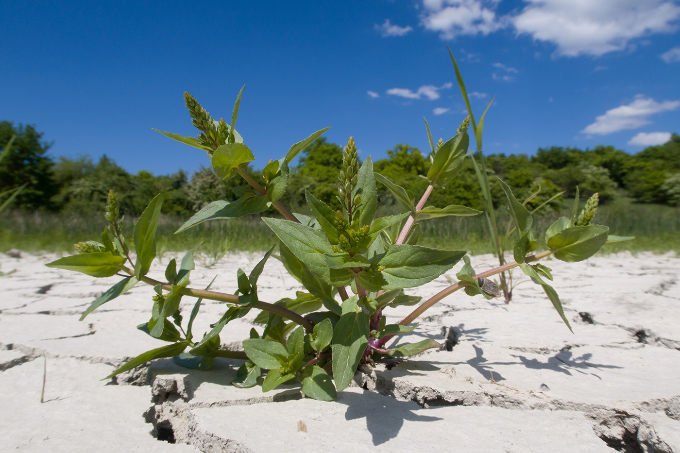 Image of Veronica anagallis-aquatica specimen.