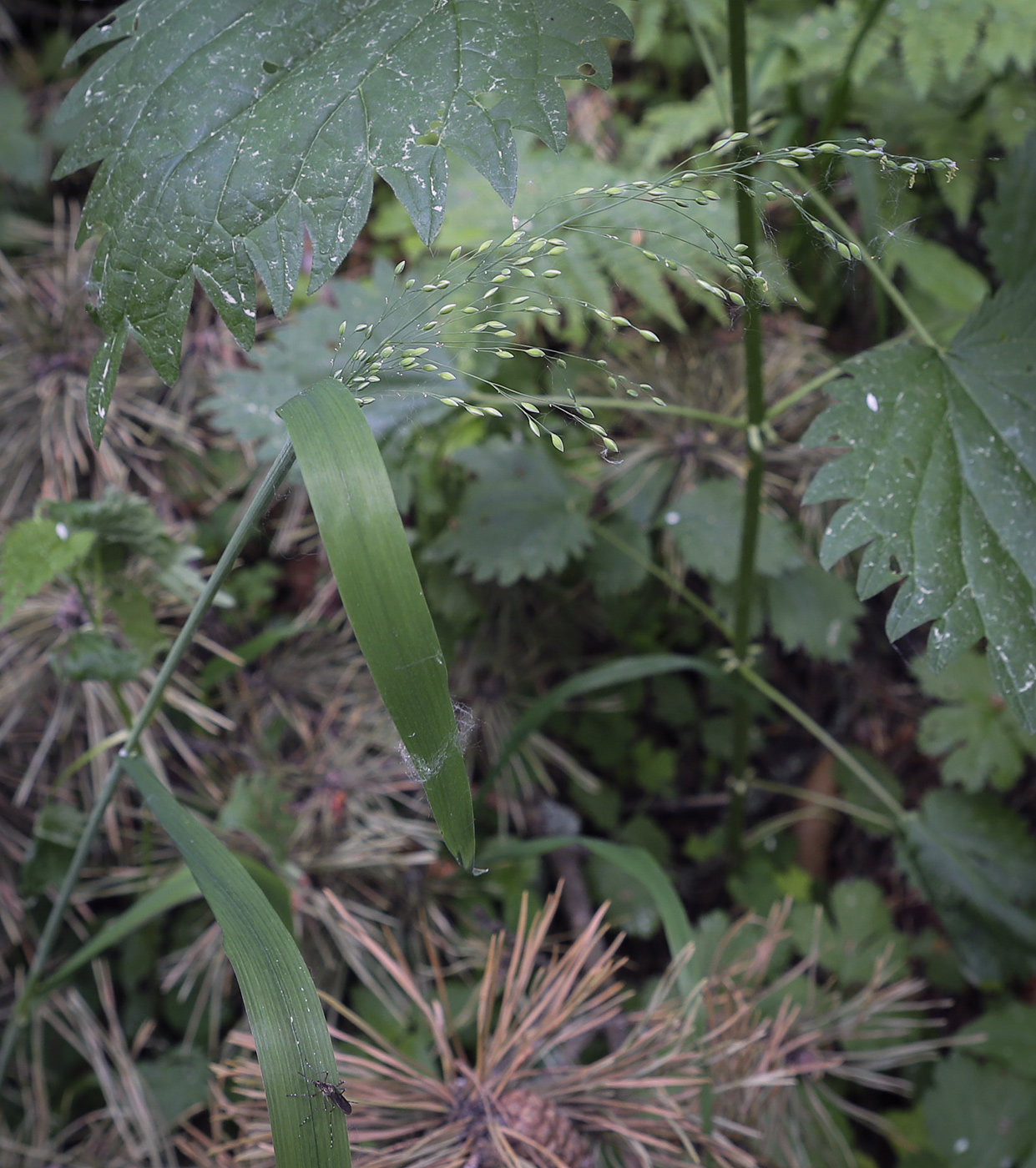 Image of Milium effusum specimen.