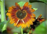 Helianthus annuus. Соцветие (декоративная форма \"Красный подсолнух\"). Московская обл., Раменский р-н, окр. дер. Хрипань, садовый участок. август 2000 г.