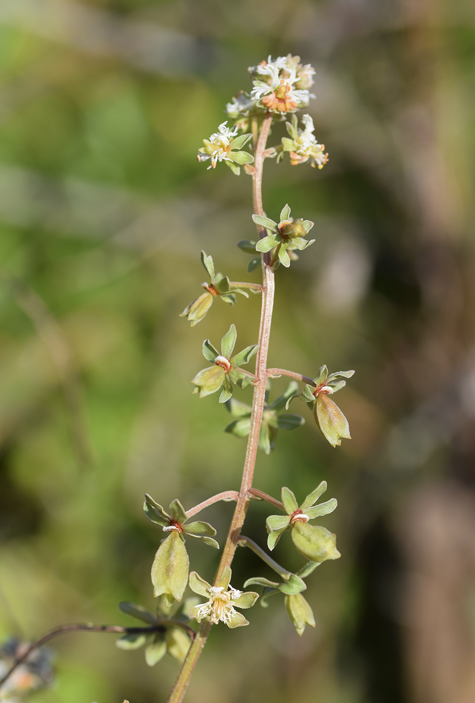 Изображение особи Reseda phyteuma.