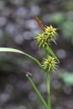 Carex flava