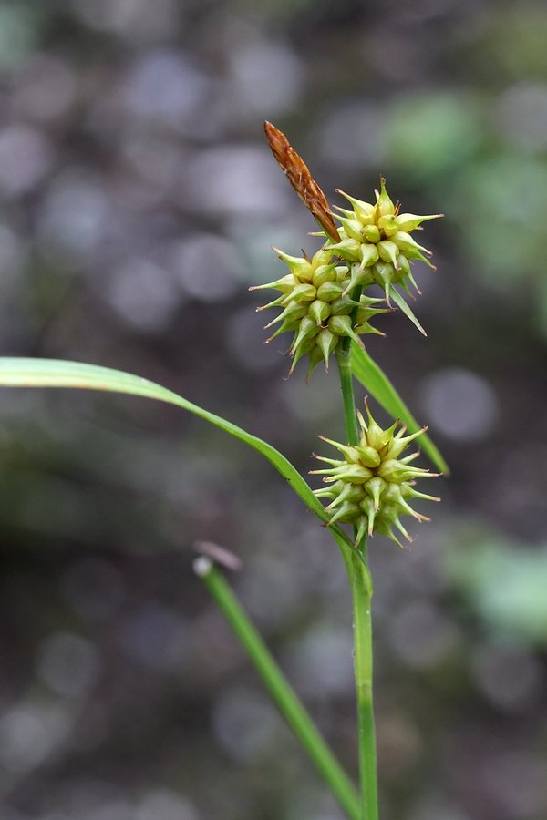 Изображение особи Carex flava.