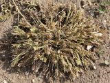 Sclerochloa dura