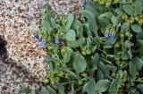 Mertensia maritima