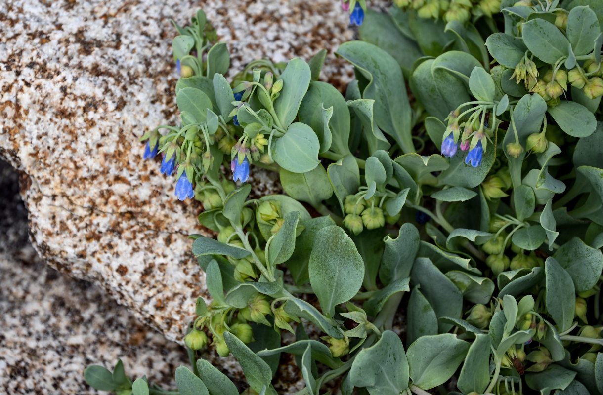 Image of Mertensia maritima specimen.