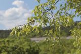 Celtis australis. Веточка с завязавшимися плодами. Крым, предгорья, окр. села Красный Мак, южный склон горы Кызык-Кулак-Кая. 14.05.2023.