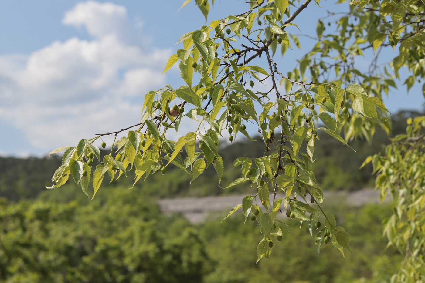 Image of Celtis australis specimen.