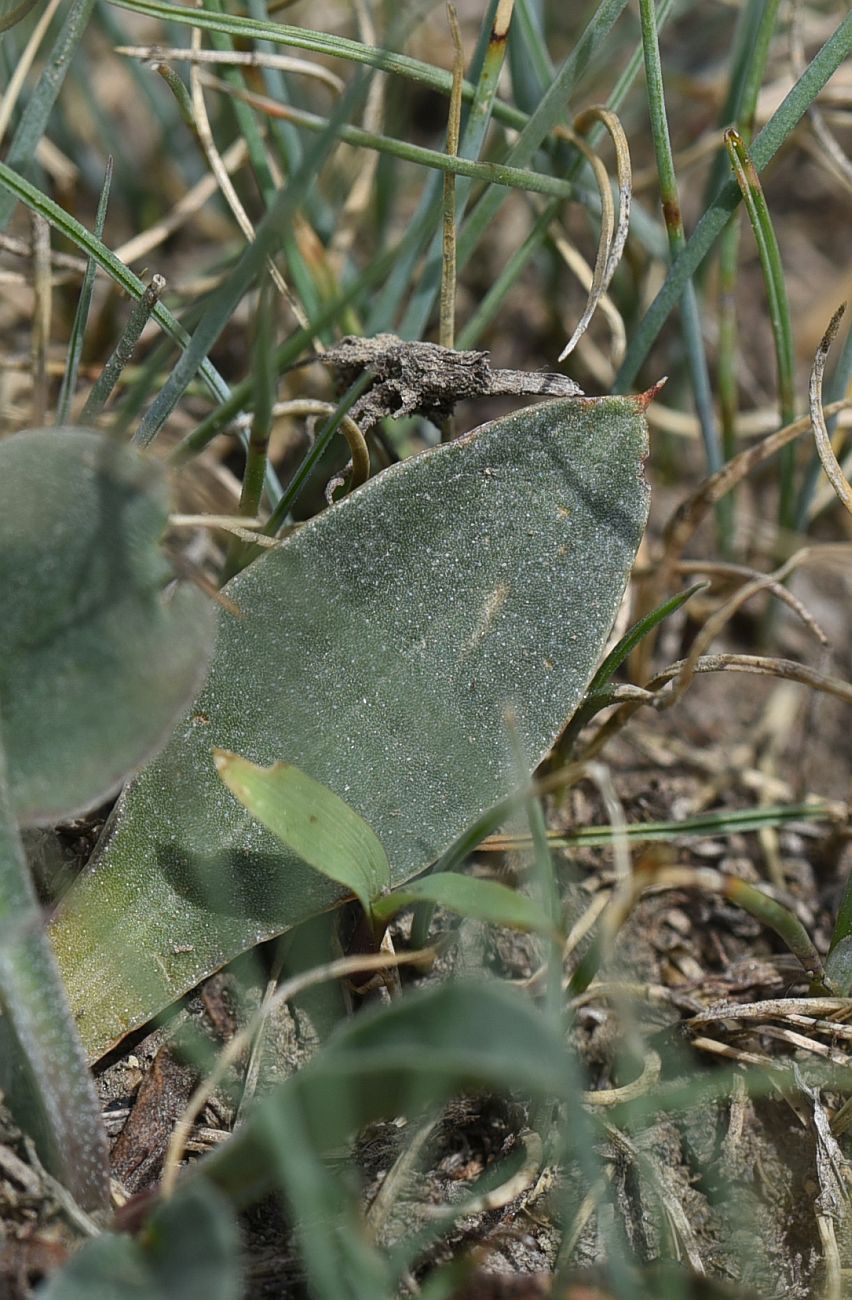 Изображение особи Goniolimon tataricum.