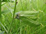 Vicia sepium