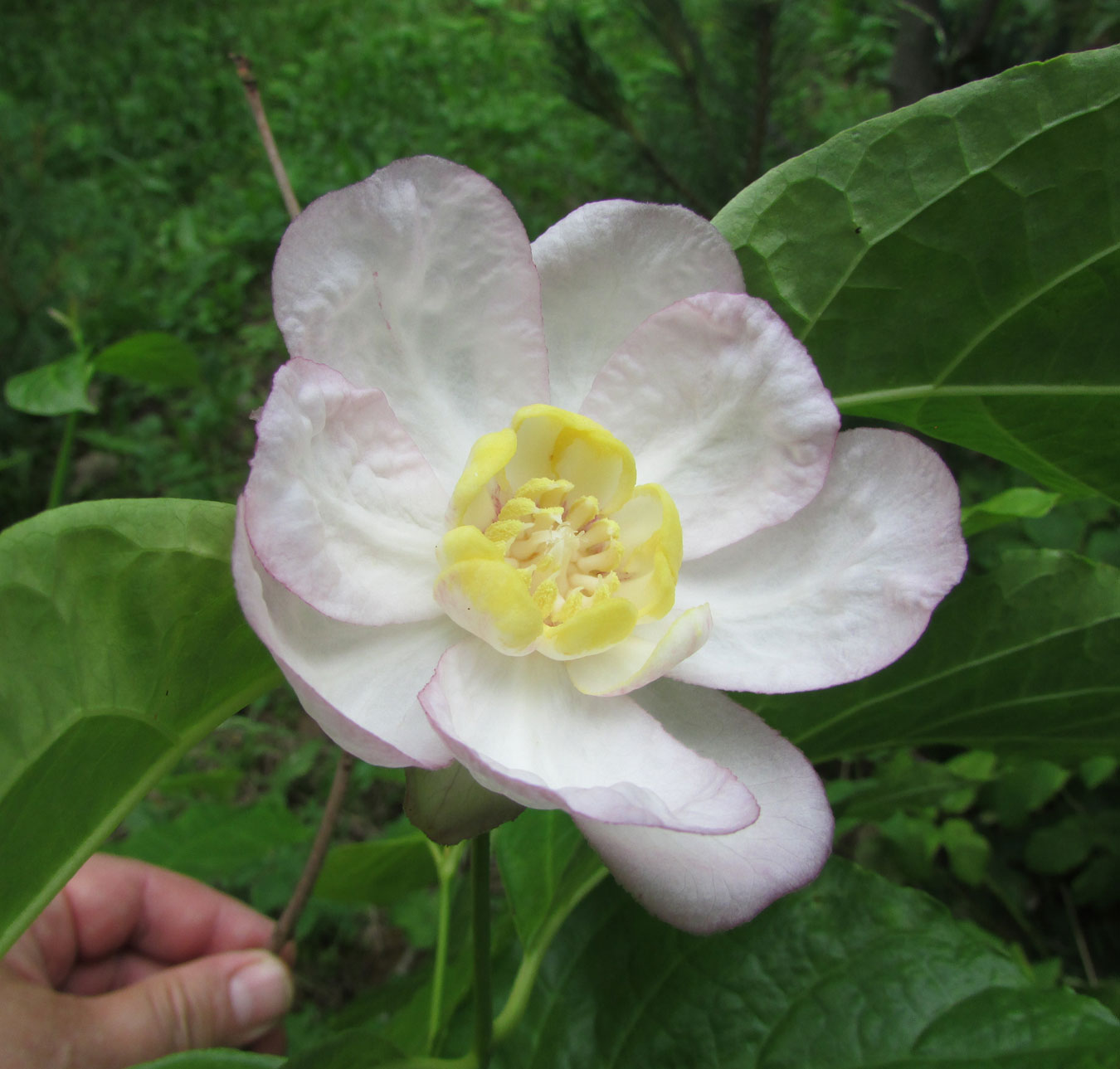 Изображение особи Calycanthus chinensis.