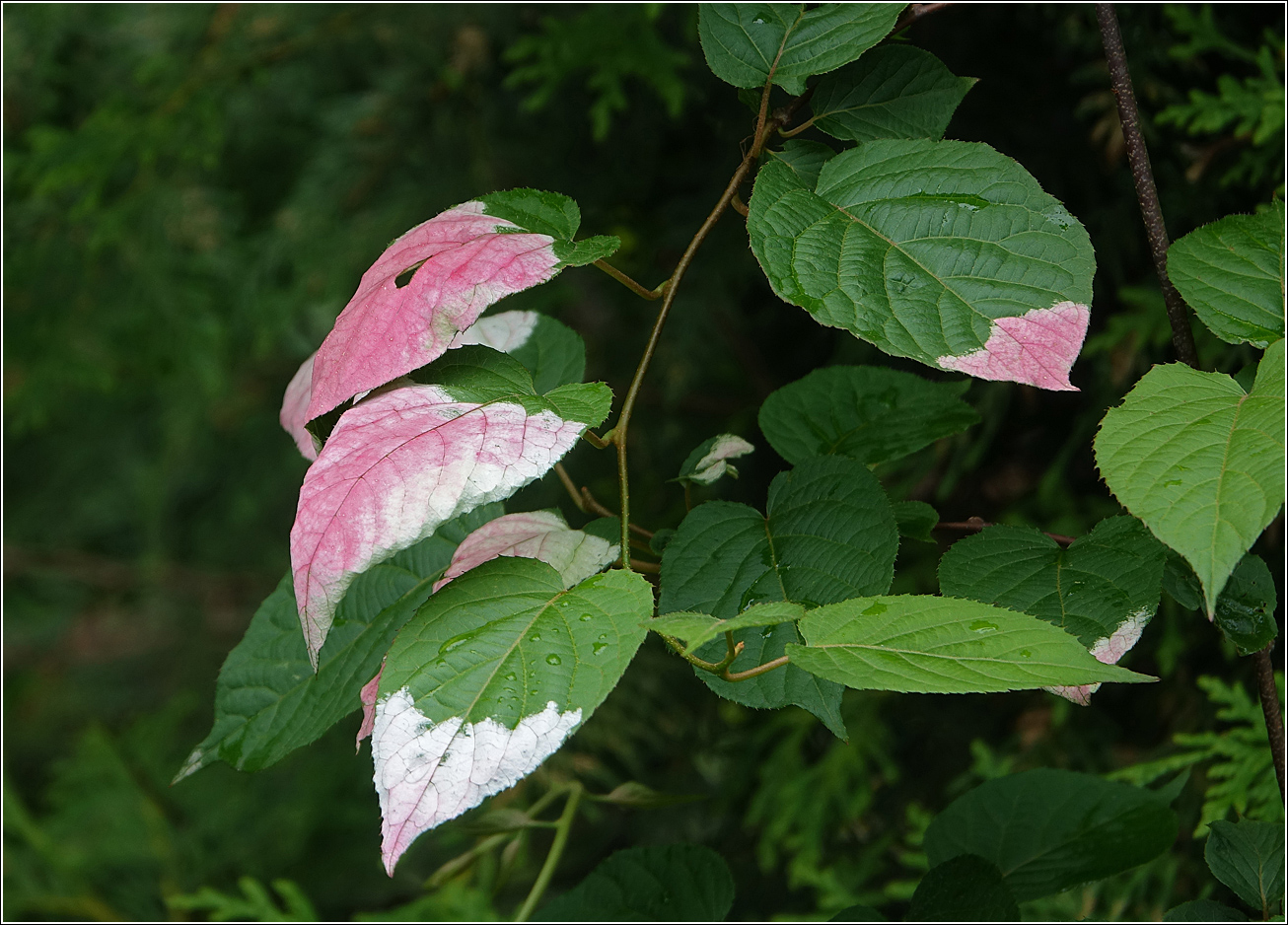 Изображение особи Actinidia kolomikta.