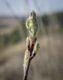 Amelanchier spicata. Побег с распускающимися генеративными почками. Пермский край, Кунгурский р-н, окр. дер. Дейково, окр. ур. Греховская гора, крутой склон. 29.04.2023.