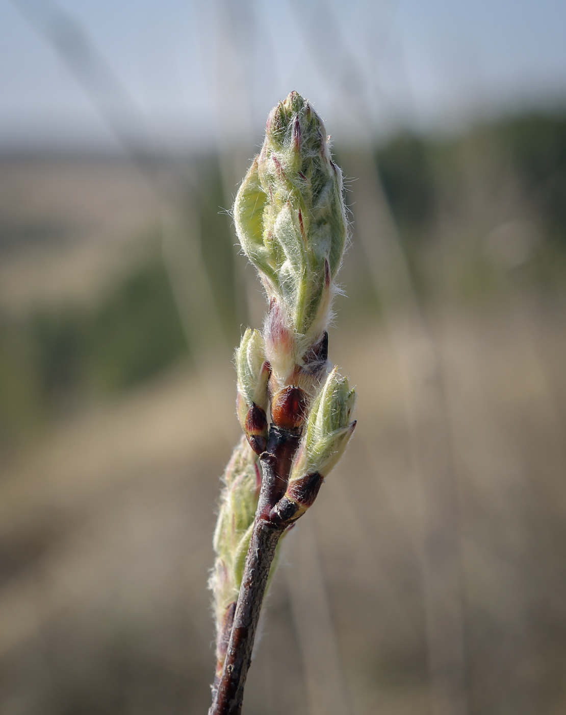 Изображение особи Amelanchier spicata.