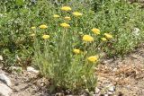 Achillea filipendulina