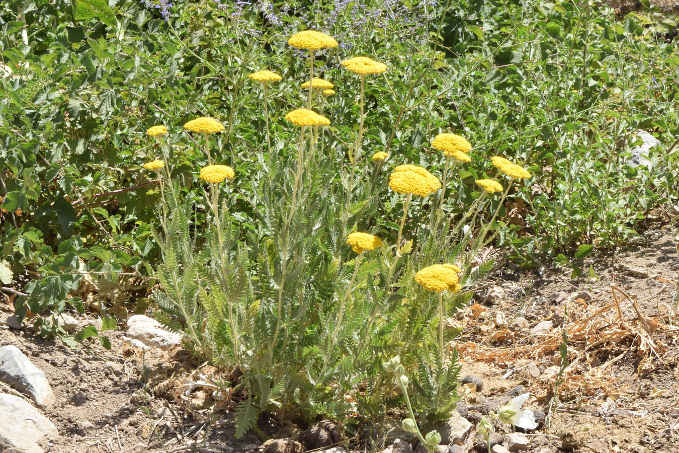 Изображение особи Achillea filipendulina.