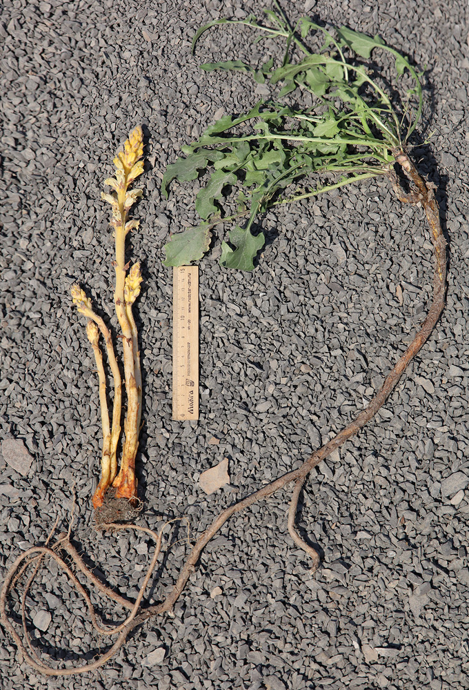 Image of Orobanche owerinii specimen.