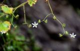 Saxifraga repanda. Верхушка соцветия и завязавшиеся плоды. Грузия, Самцхе-Джавахети, г. Боржоми, на скале. 11.06.2023.