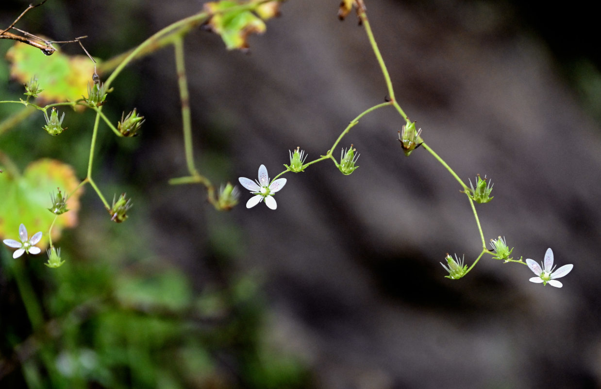 Изображение особи Saxifraga repanda.