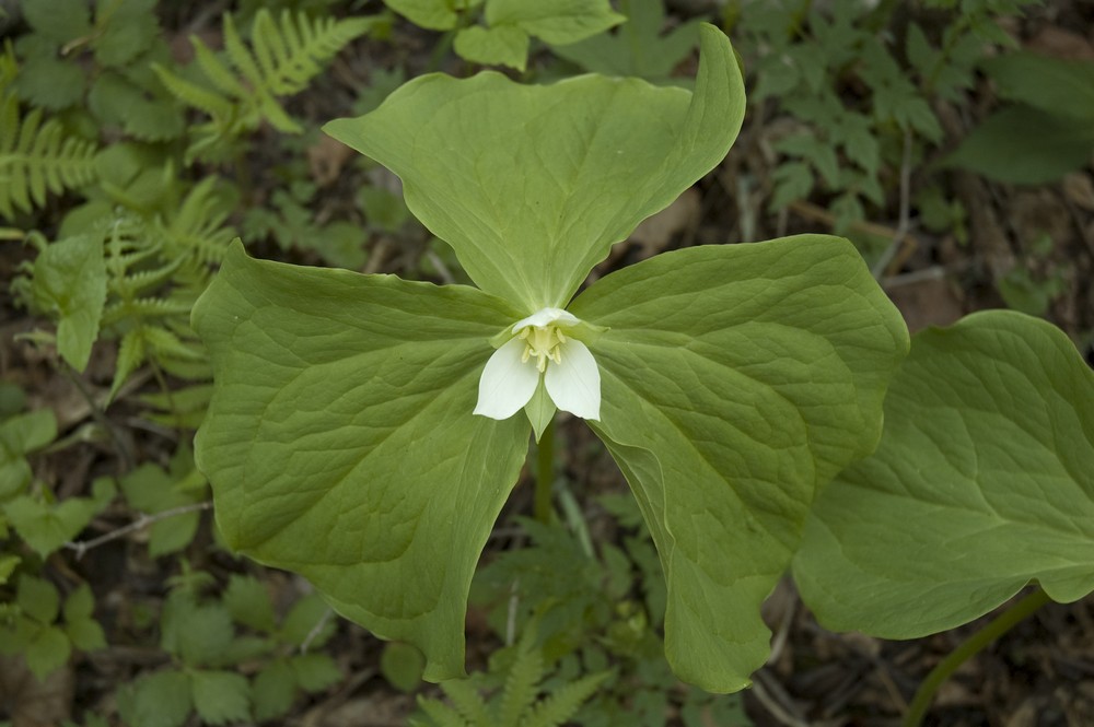 Изображение особи Trillium × komarovii.