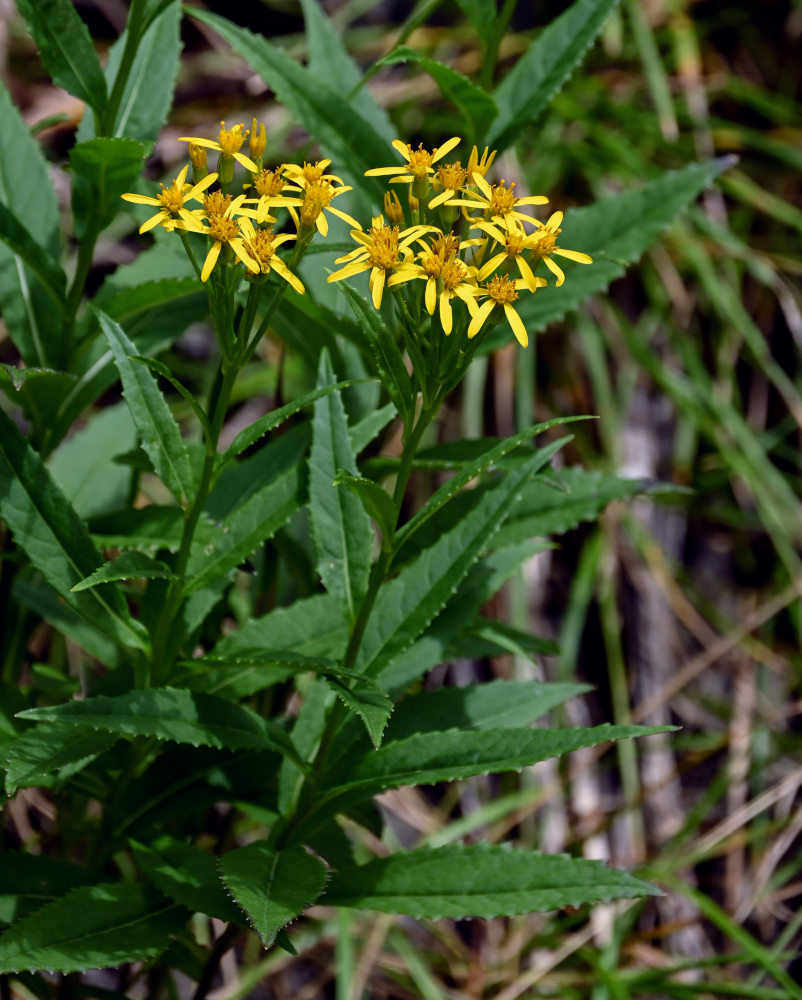 Image of Senecio nemorensis specimen.