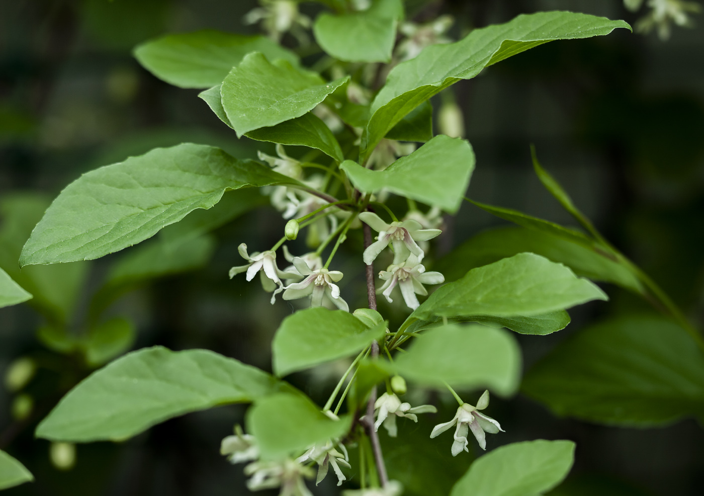 Изображение особи Schisandra chinensis.