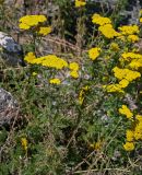 Achillea arabica. Верхушки цветущих растений. Армения, обл. Арагацотн, с. Ахцк, ≈ 1000 м н.у.м., среди развалин. 20.06.2022.