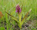 Dactylorhiza incarnata. Цветущее растение с улиткой на листе. Ульяновская обл., Новомалыклинский р-н, окр. с. Стар. Малыкла, долина р. Б. Черемшан, местами заболоченный поросший ивняком луг. 20.05.2023.