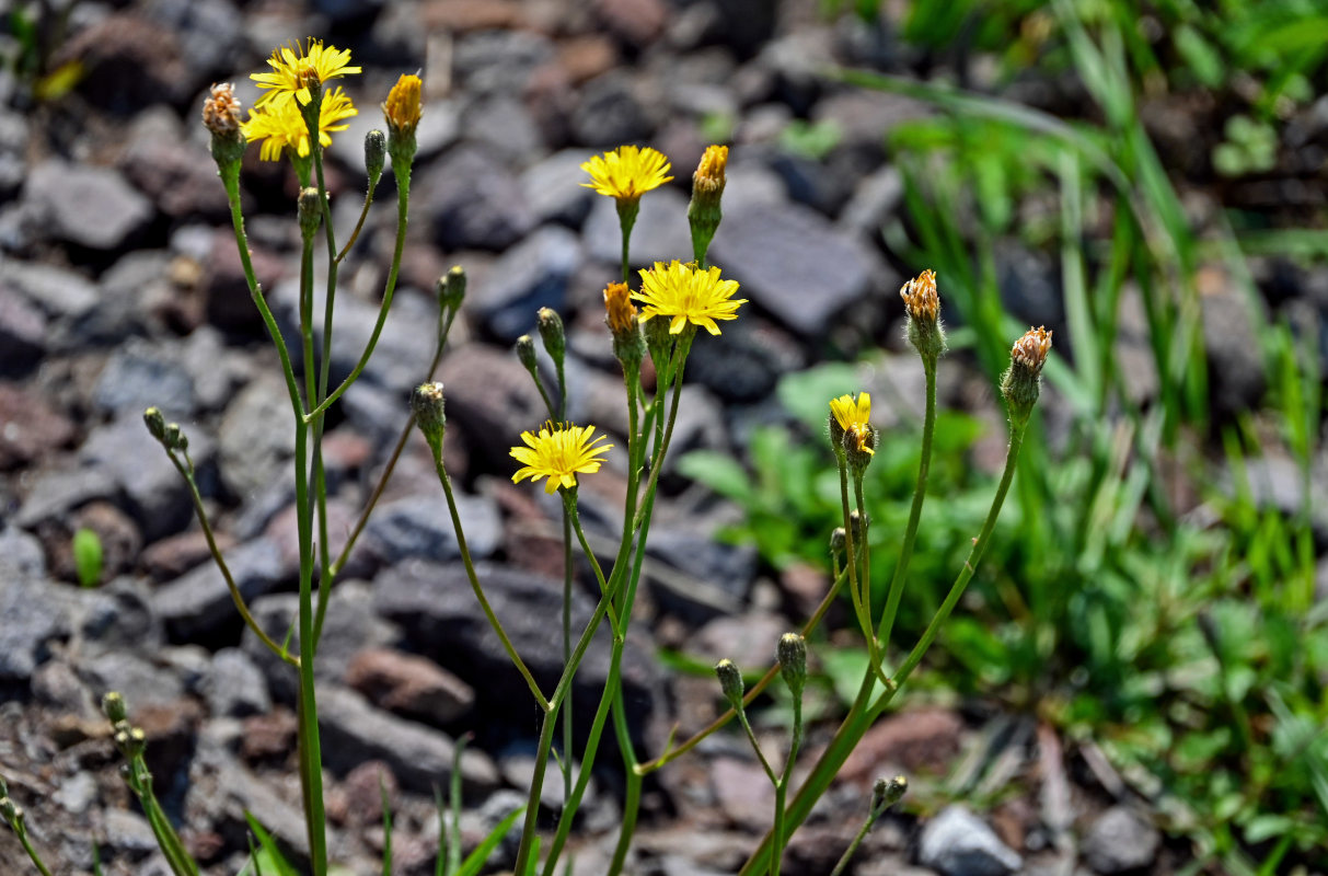 Изображение особи Scorzoneroides autumnalis.