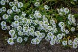 Lobularia maritima. Верхушки побегов с соцветиями. Марокко, обл. Рабат - Сале - Кенитра, г. Рабат, скалистый участок побережья. 07.01.2023.