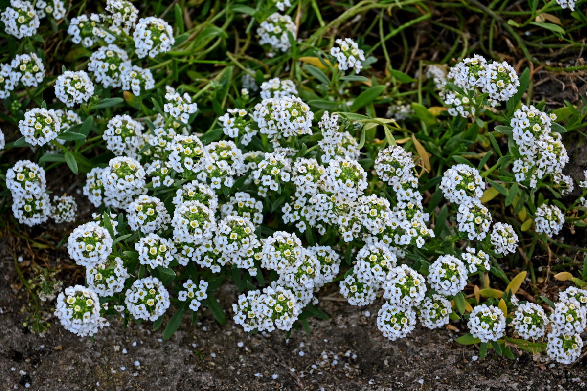 Изображение особи Lobularia maritima.