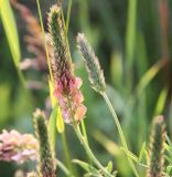 Onobrychis sibirica. Соцветие. Новосибирская обл., Ордынский р-н, с. Новопичугово. Июль 2009 г.