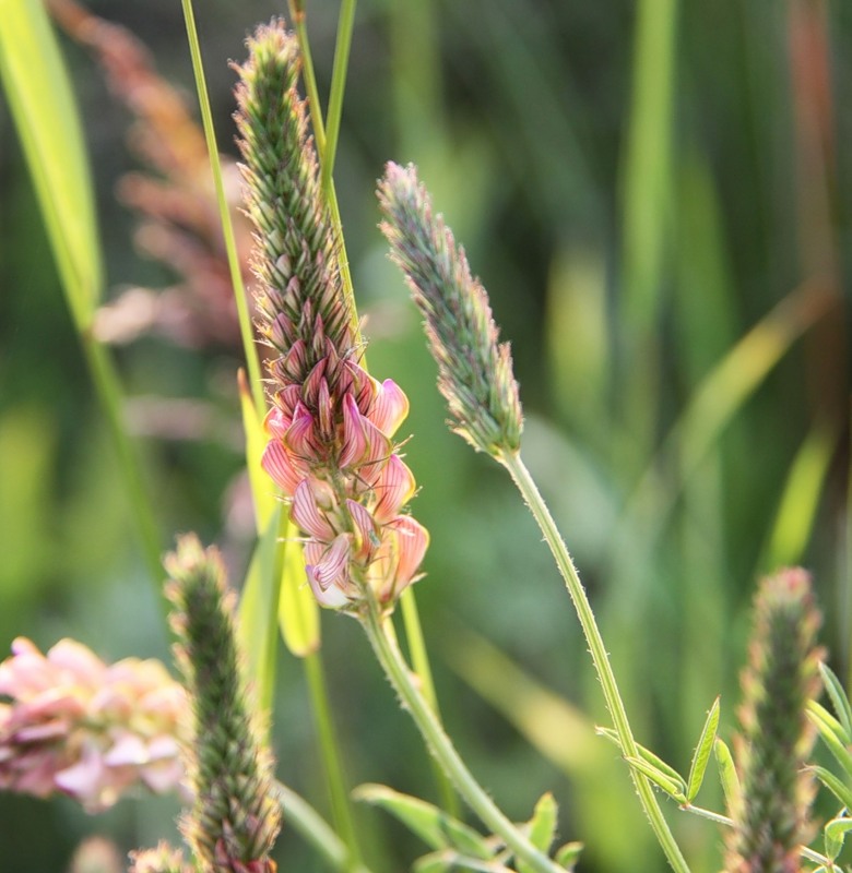 Изображение особи Onobrychis sibirica.