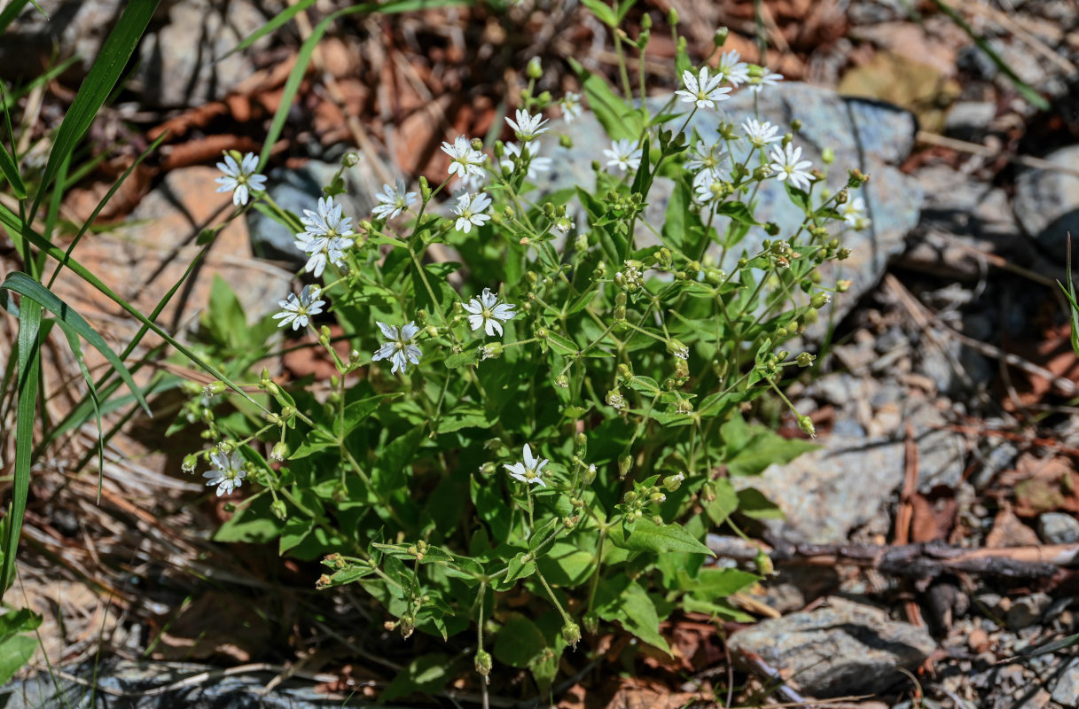 Изображение особи Stellaria bungeana.